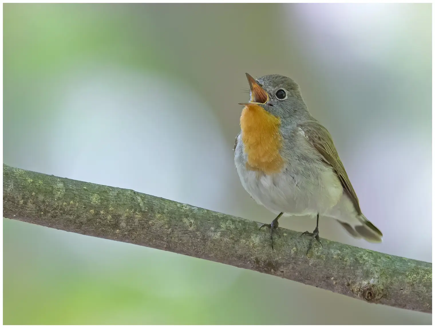 Kleine Vliegenvanger. Zingend op een tak. Een mannetjesvogel met een opvallende oranje keel die contrasteert met de blauwgrijze kop.