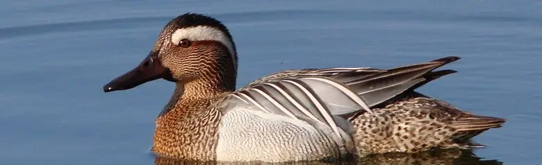 Een Zomertaling gefotografeerd op open water. De vogel heeft een duidelijke lichte oogstreep.