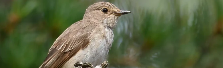 Grauwe Vliegenvanger. Zittend op een dode tak, wat typisch is voor deze soort. Anonieme vogel met grijsbruine kleuren.