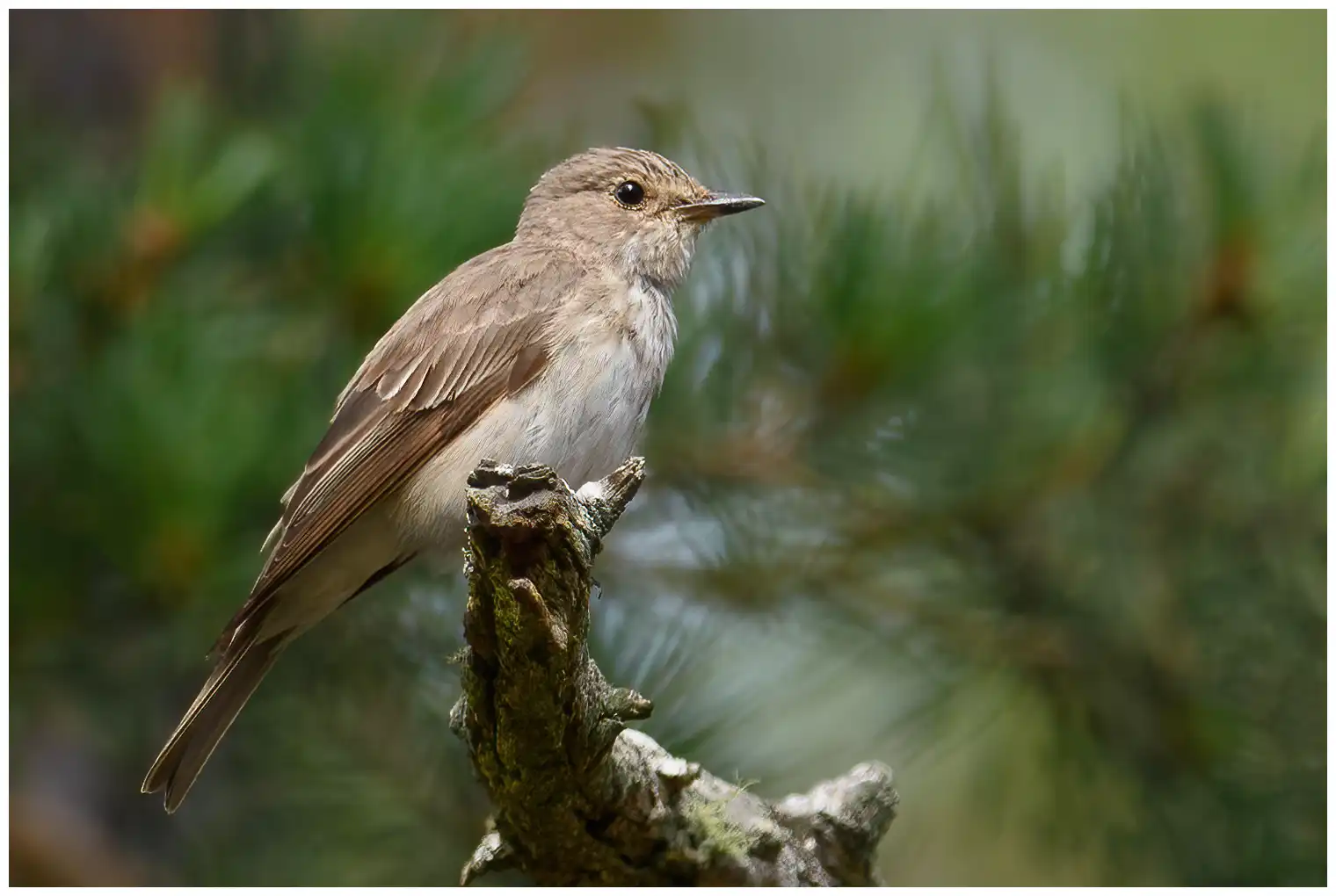 Grauwe Vliegenvanger. Zittend op een dode tak, wat typisch is voor deze soort. Anonieme vogel met grijsbruine kleuren.