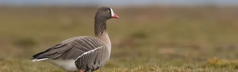 Dwerggans staand in een veld. Duidelijke gele ring rond het oog en witte bles vanaf de punt van de snavel tot aan het voorhoofd.