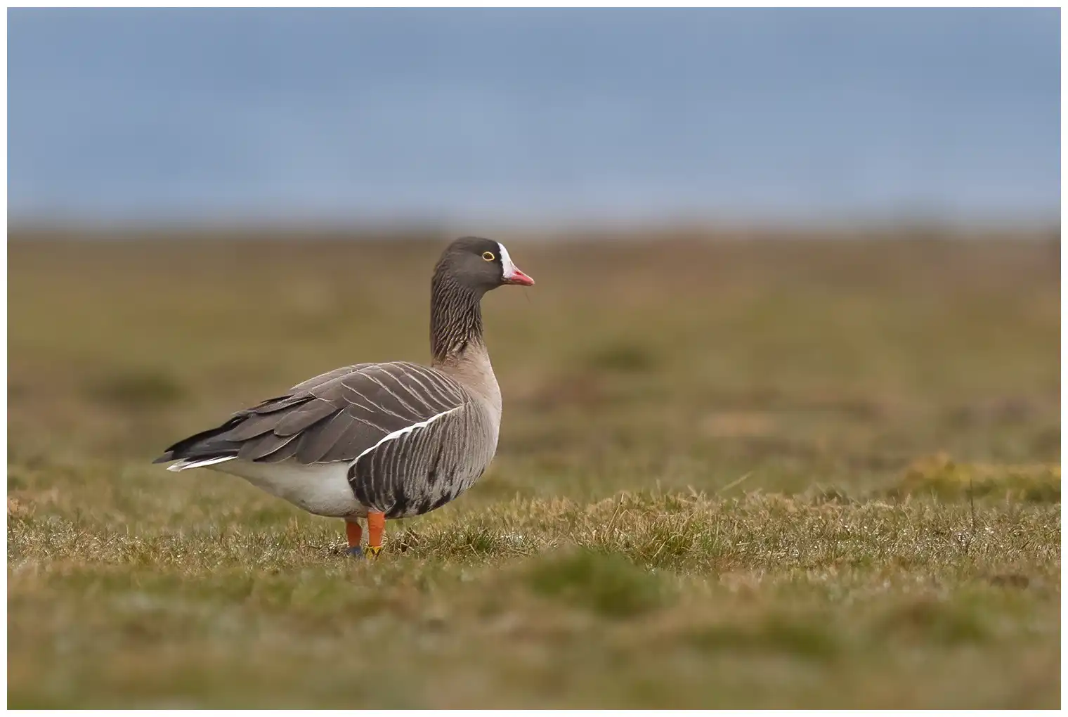 Dwerggans staand in een veld. Duidelijke gele ring rond het oog en witte bles vanaf de punt van de snavel tot aan het voorhoofd.