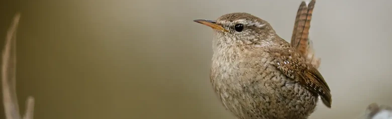 Winterkoning. Van voren gezien op een tak. Kleine roestbruine vogel met een omhoogstaande staart.