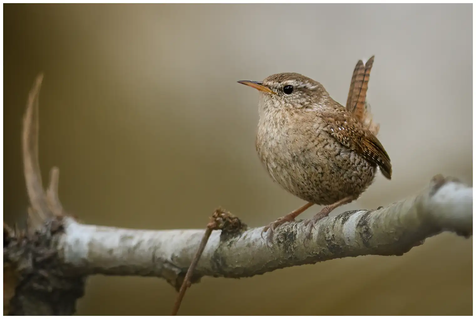 Winterkoning. Van voren gezien op een tak. Kleine roestbruine vogel met een omhoogstaande staart.