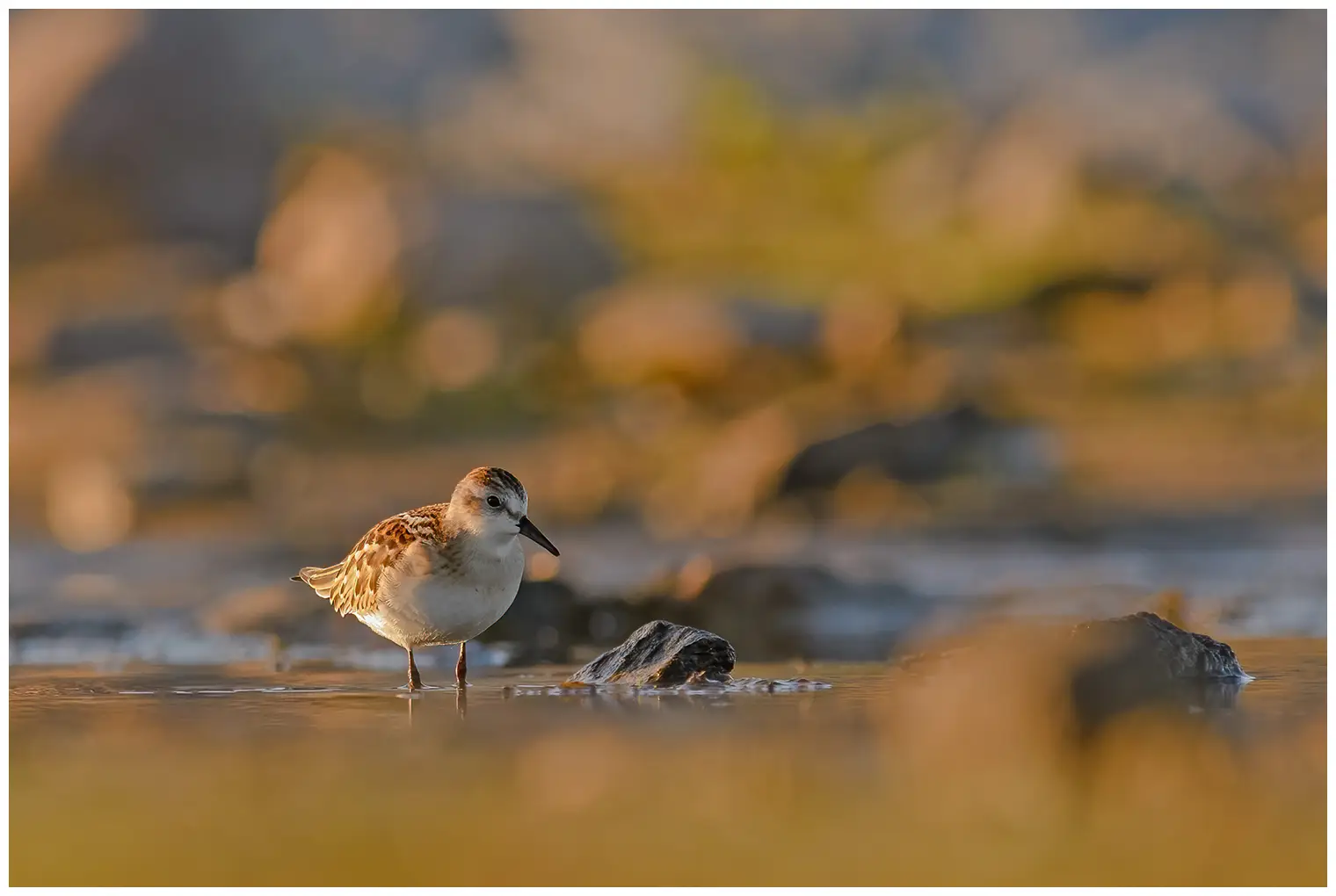 Kleine Strandloper