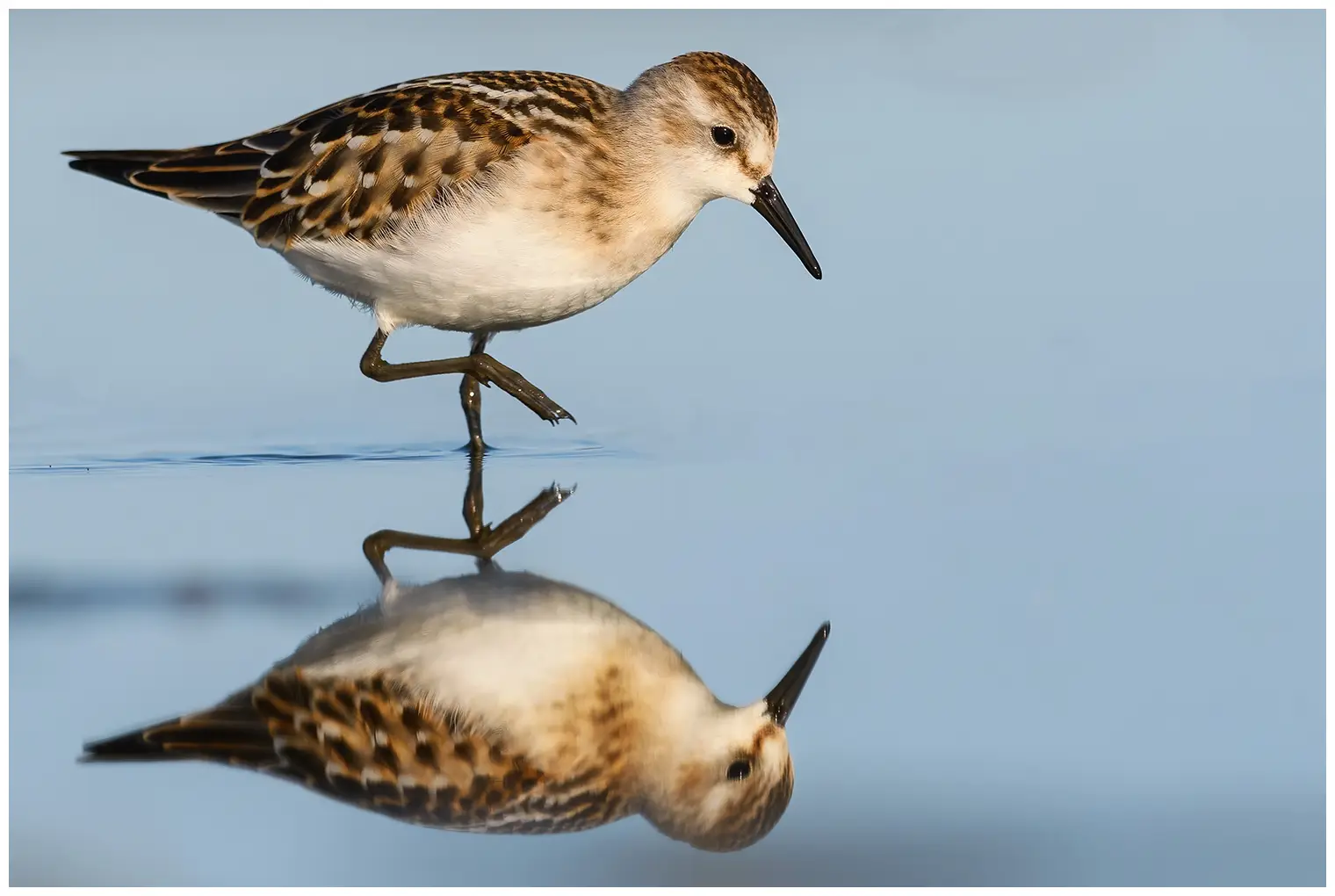 Kleine Strandloper
