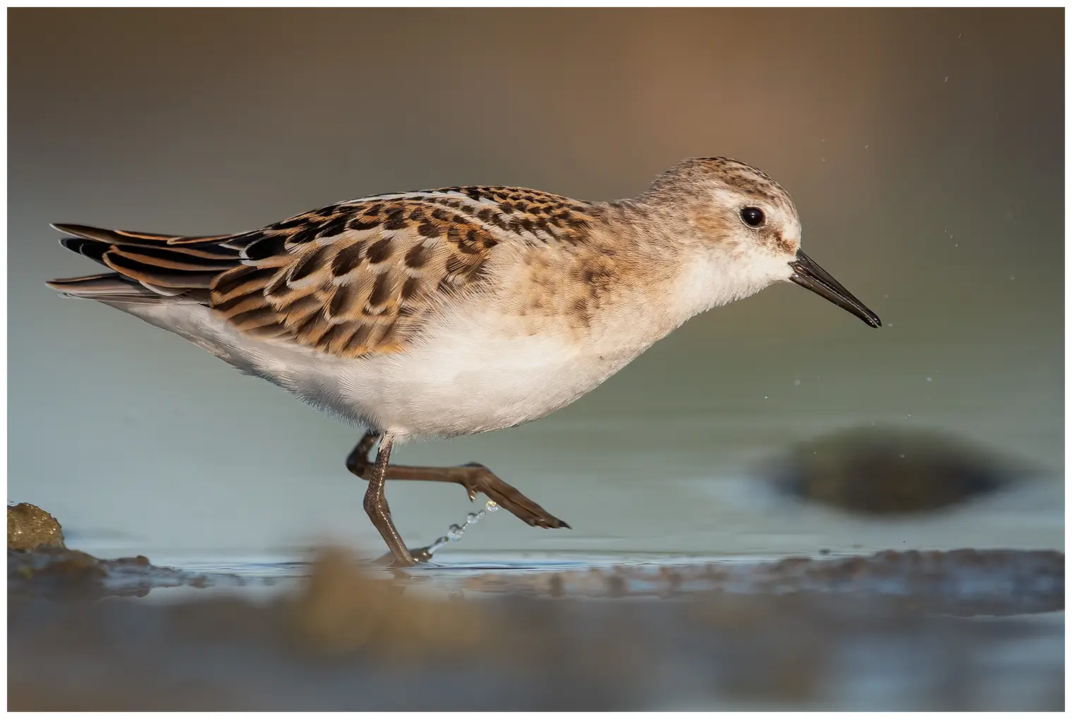 Kleine Strandloper