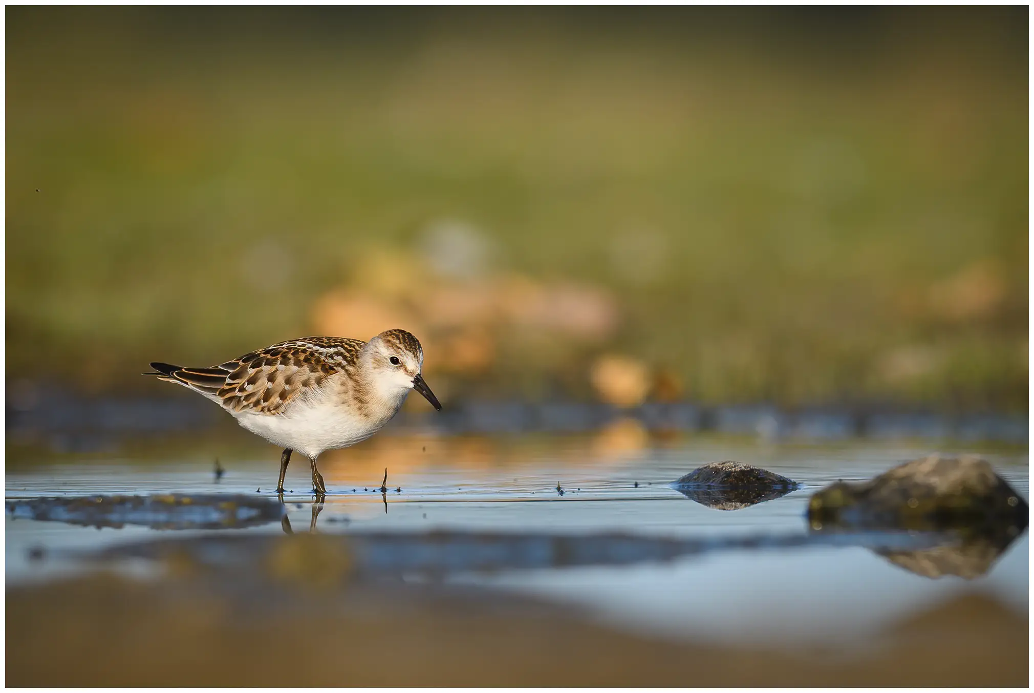 Kleine Strandloper