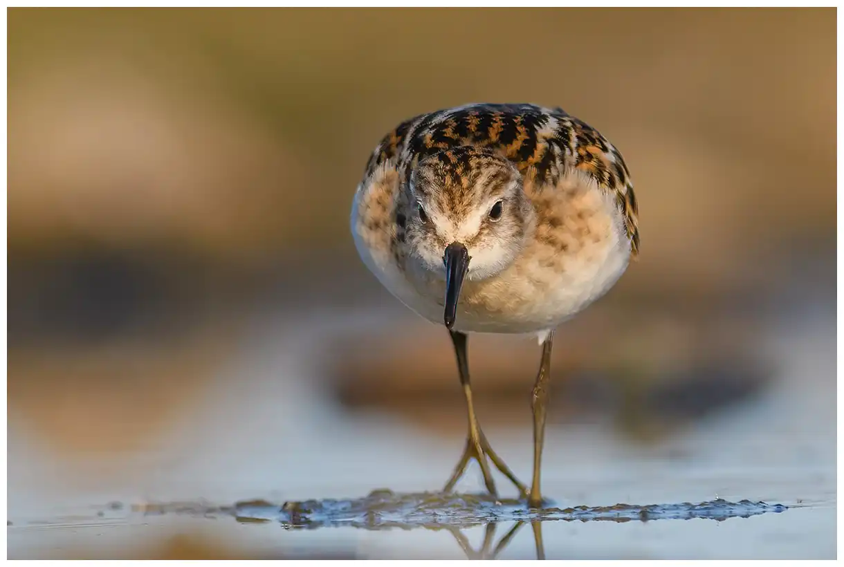 Kleine Strandloper