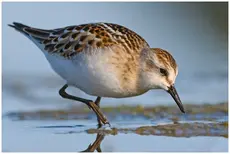 Kleine Strandloper