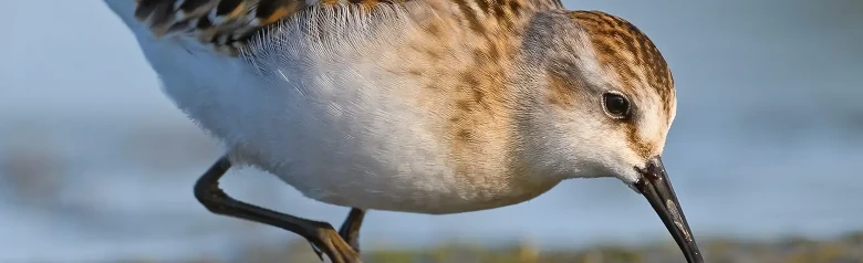 Kleine Strandloper