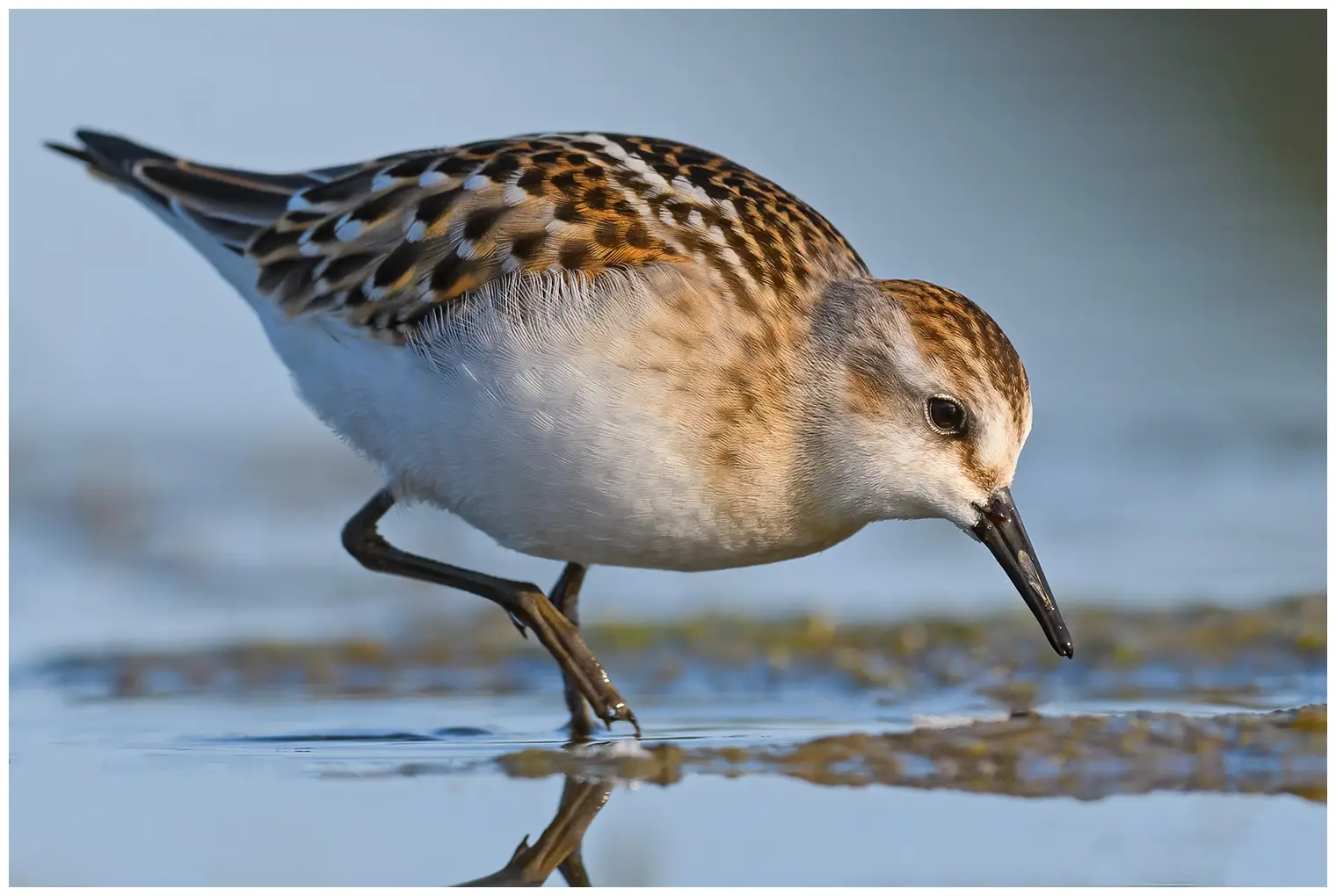 Kleine Strandloper