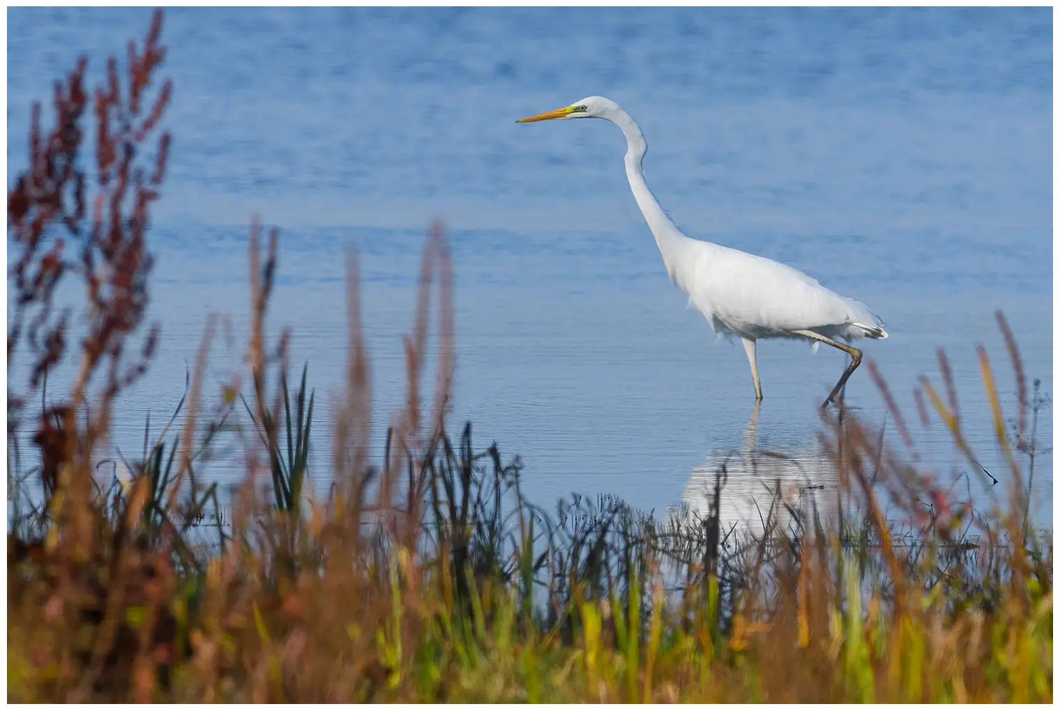 Grote Zilverreiger