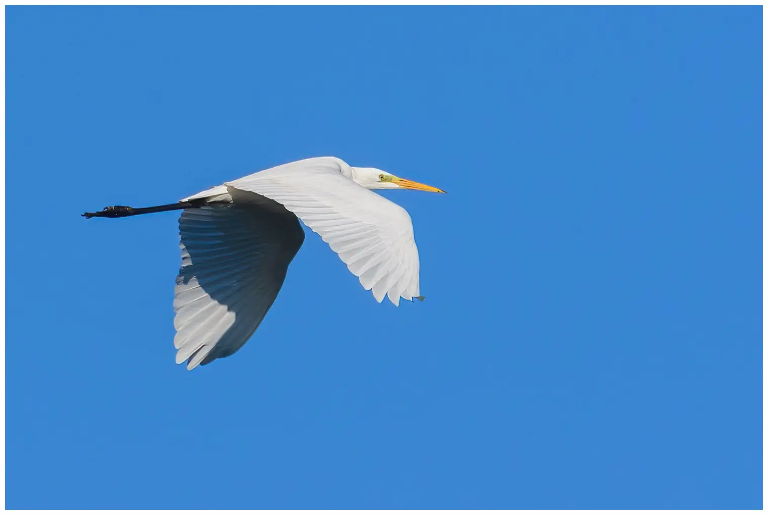 Grote Zilverreiger