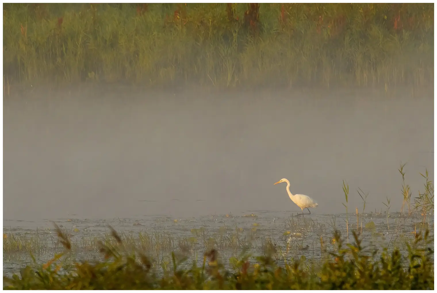Grote Zilverreiger