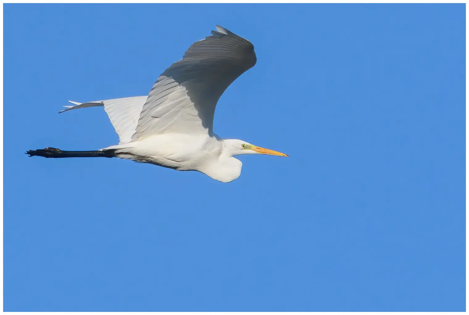 Grote Zilverreiger