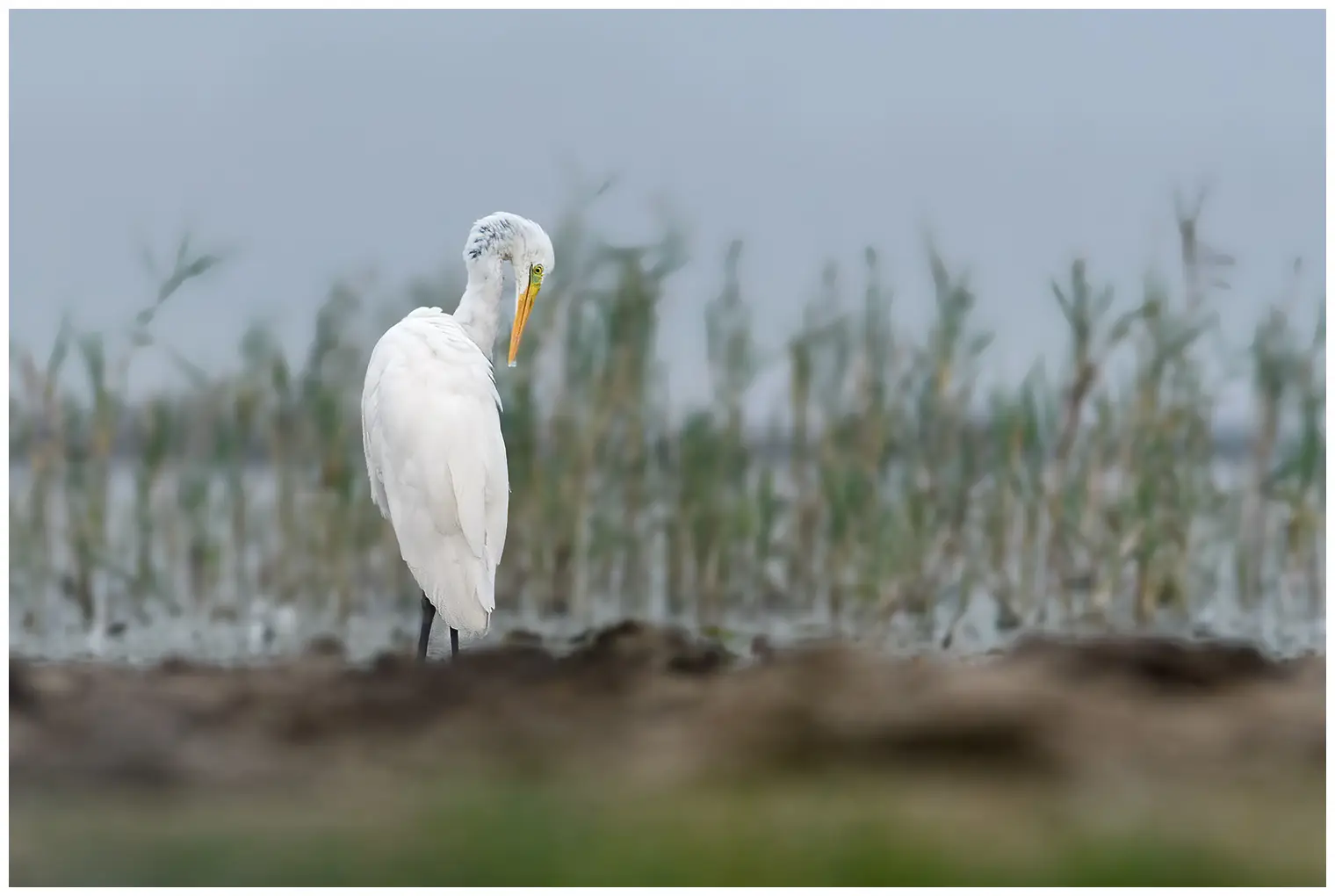 Grote Zilverreiger