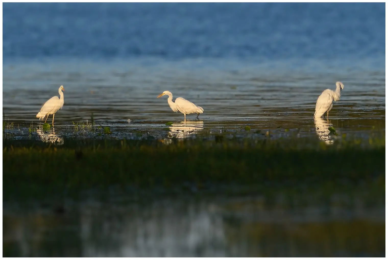 Grote Zilverreiger