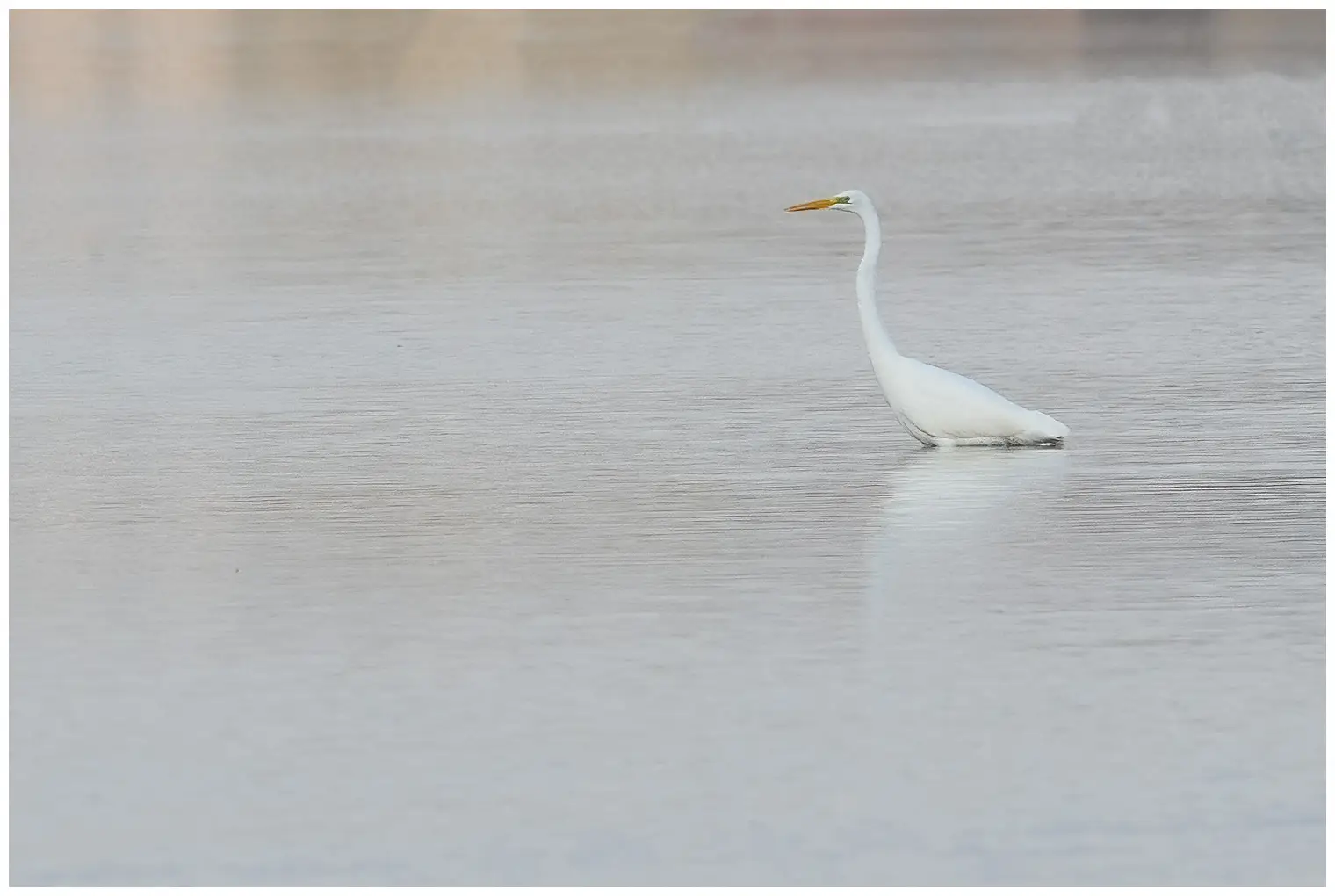 Grote Zilverreiger