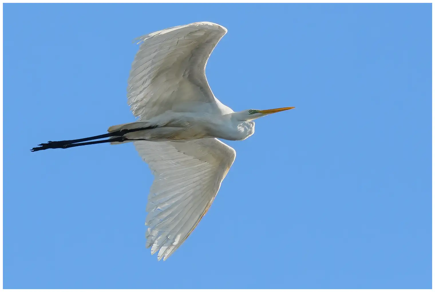 Grote Zilverreiger