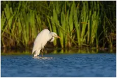 Grote Zilverreiger