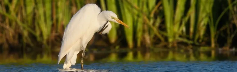 Grote Zilverreiger. Staat in het water en krabt aan zijn kin met één poot. Helemaal wit verenkleed.