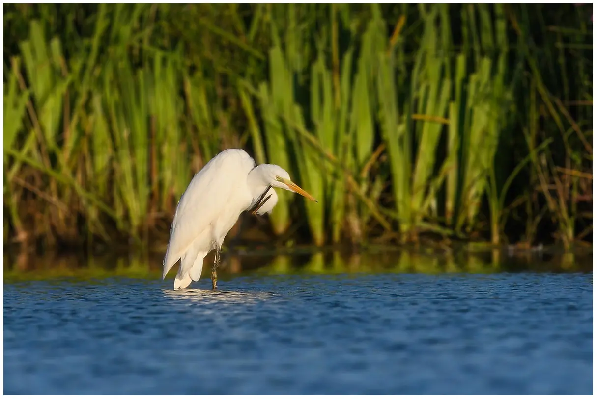 Grote Zilverreiger. Staat in het water en krabt aan zijn kin met één poot. Helemaal wit verenkleed.