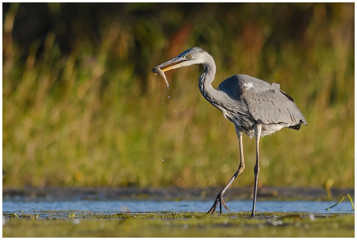 Blauwe Reiger