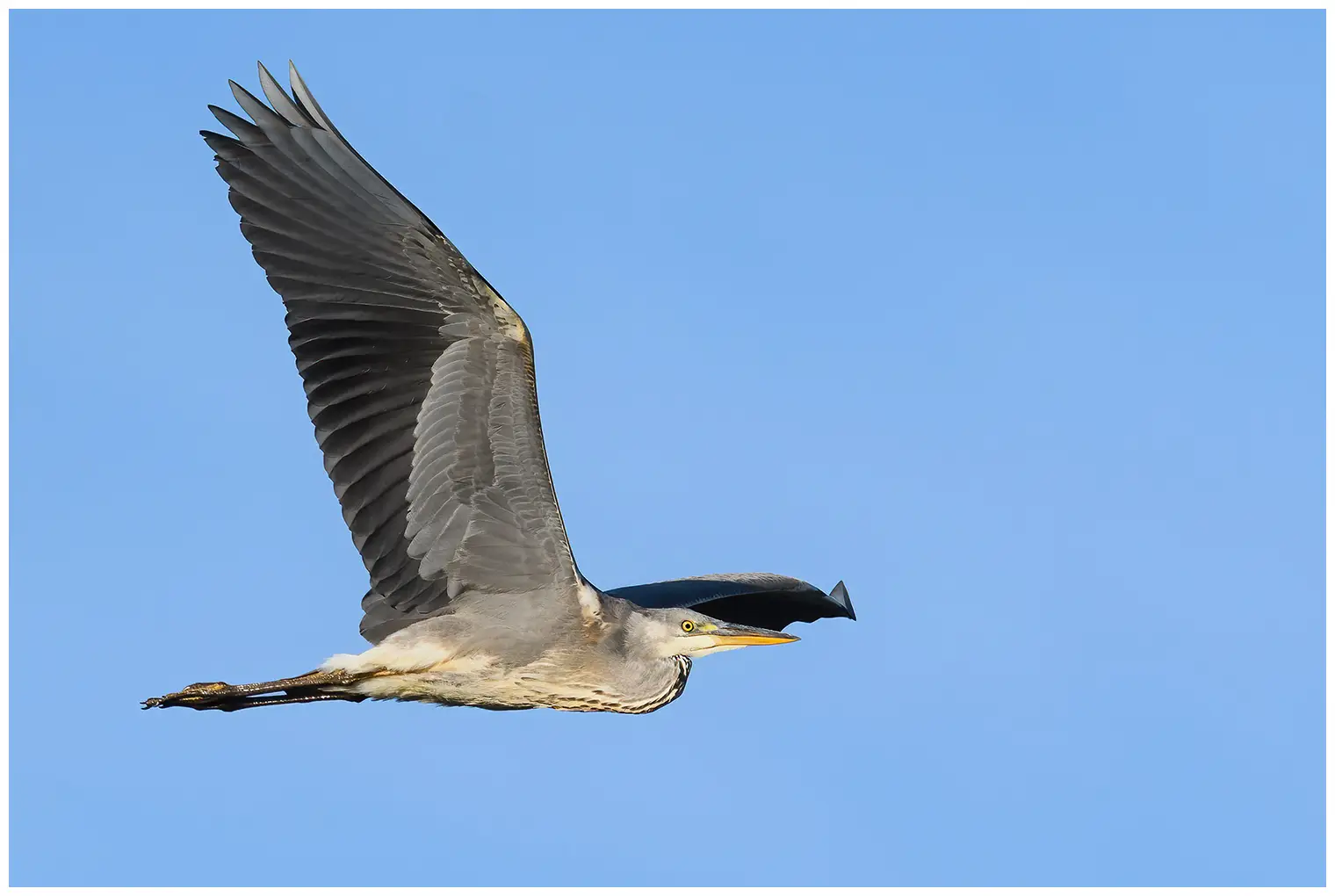Blauwe Reiger