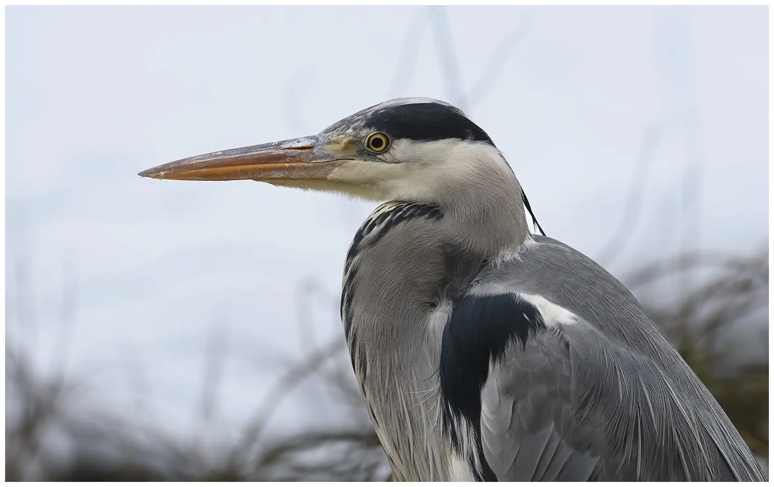 Blauwe Reiger
