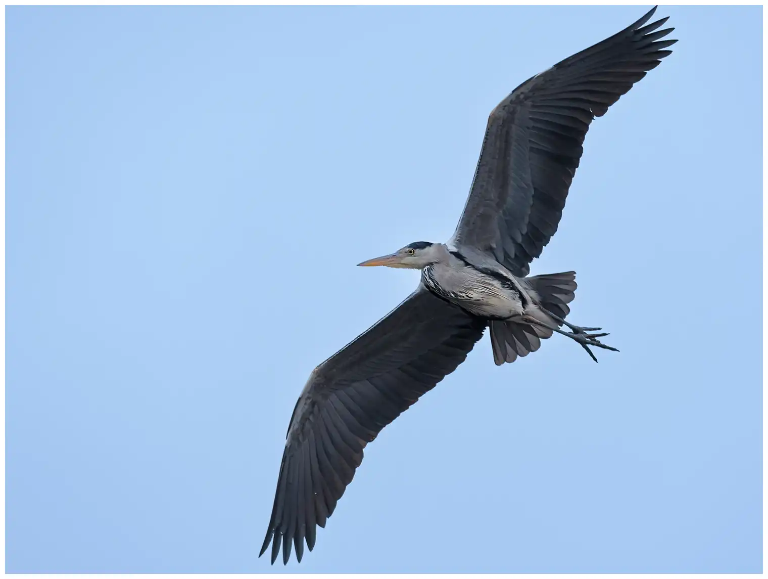 Blauwe Reiger