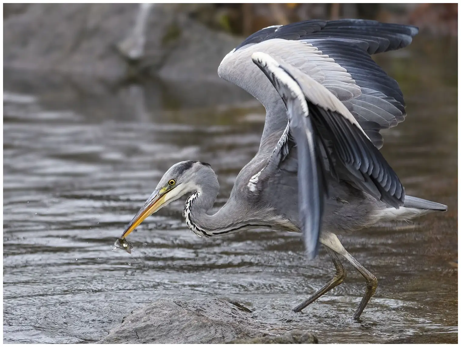 Blauwe Reiger