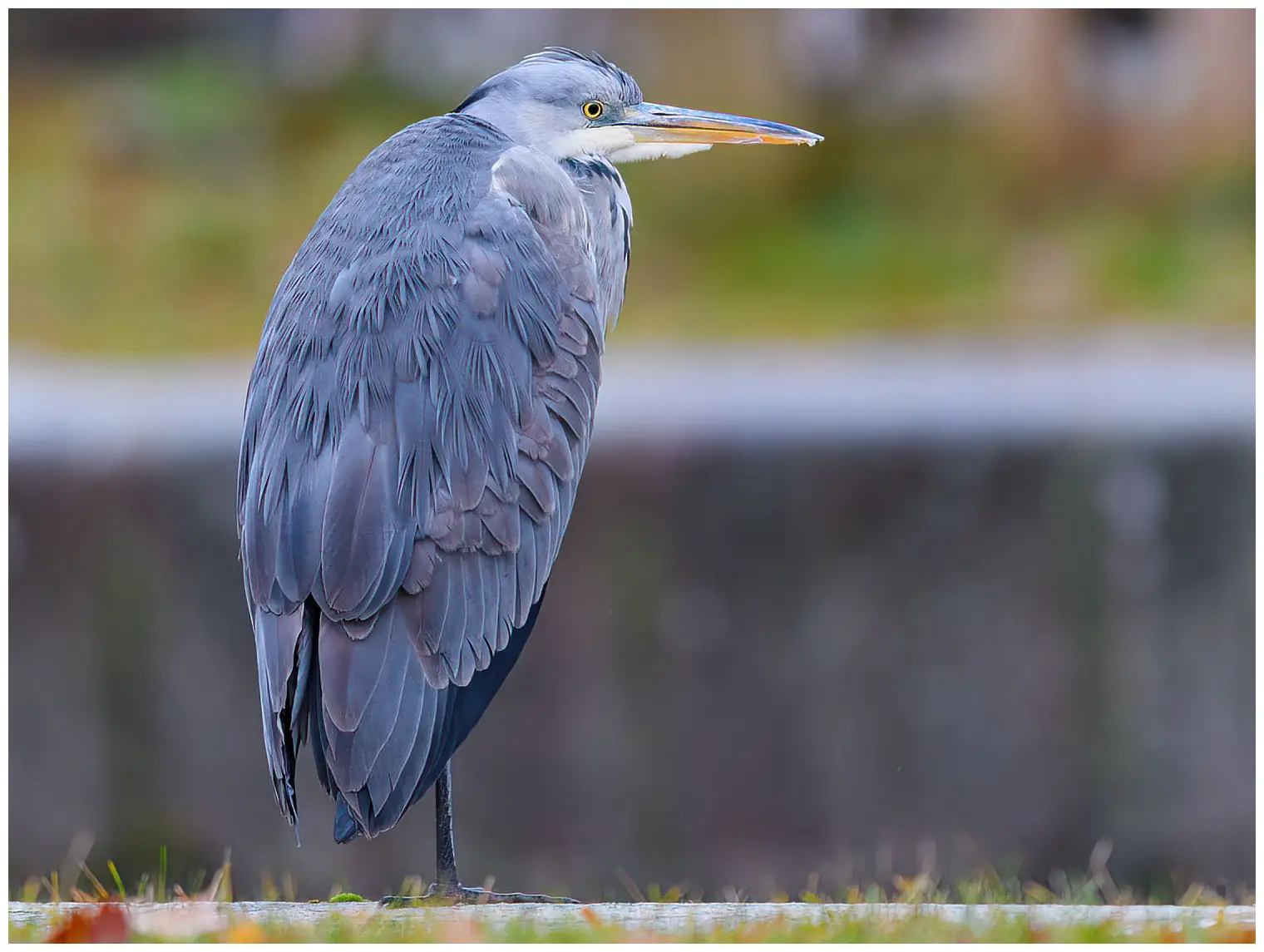 Blauwe Reiger
