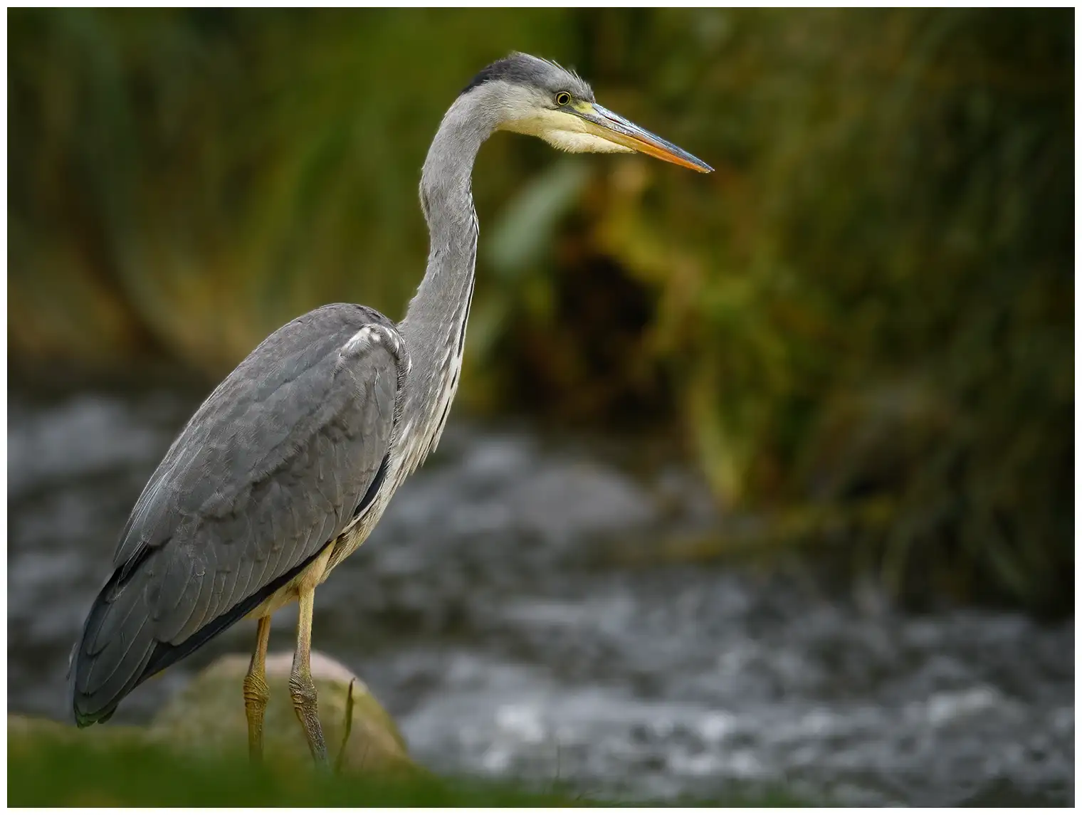 Blauwe Reiger