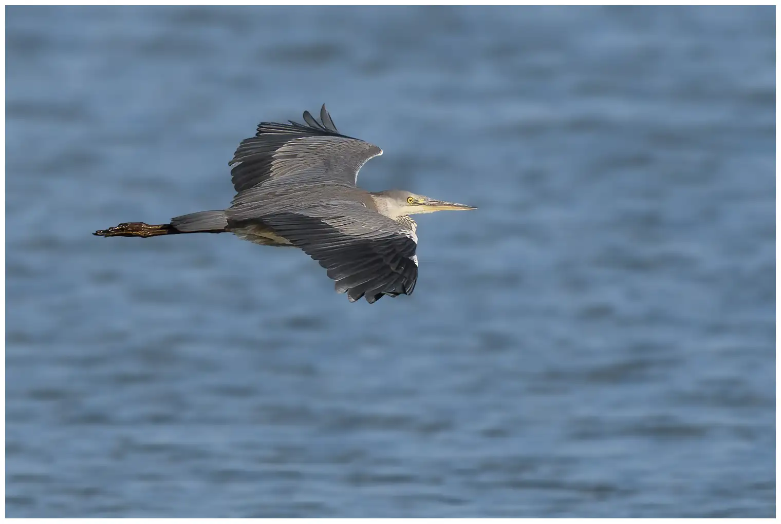 Blauwe Reiger