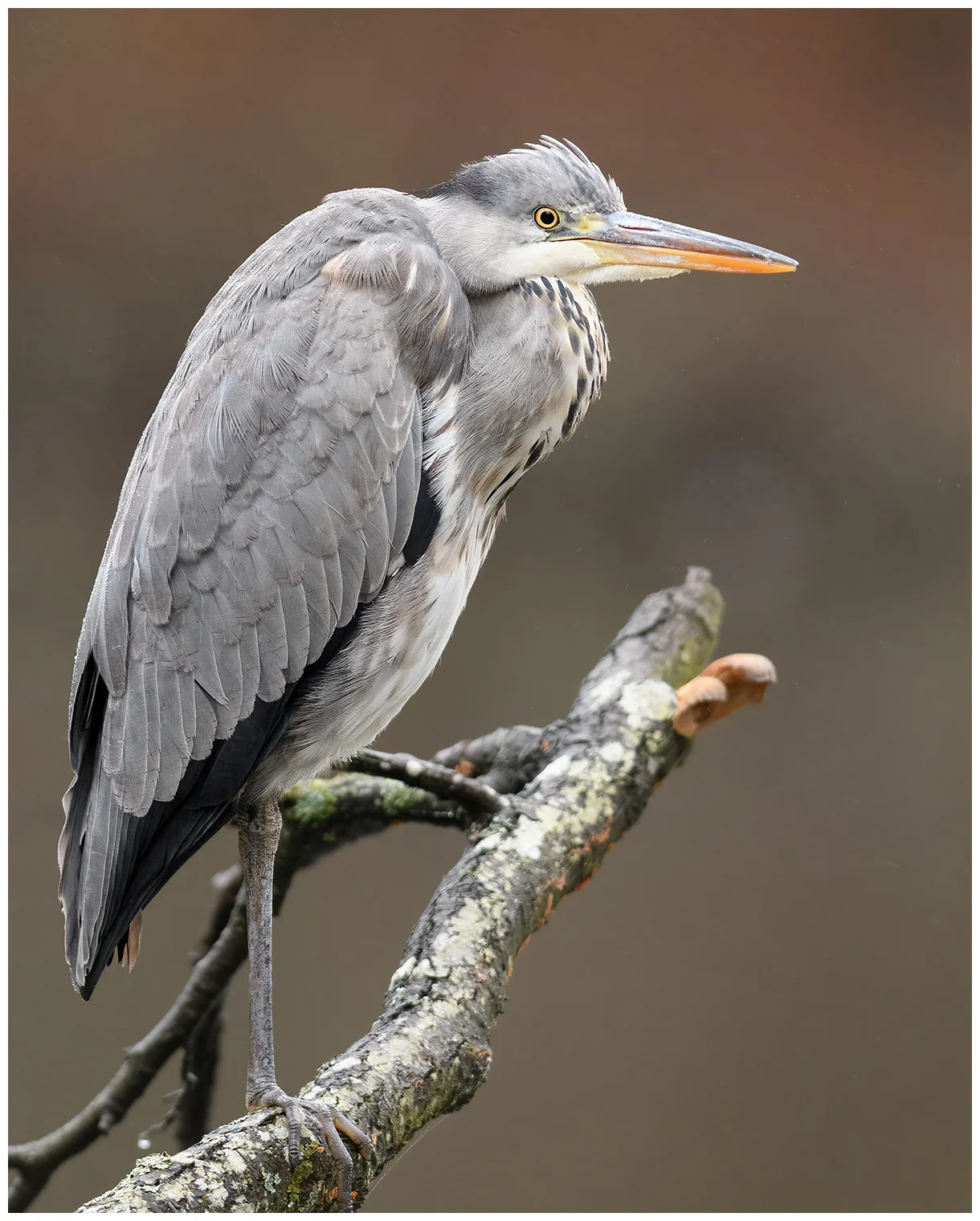 Blauwe Reiger