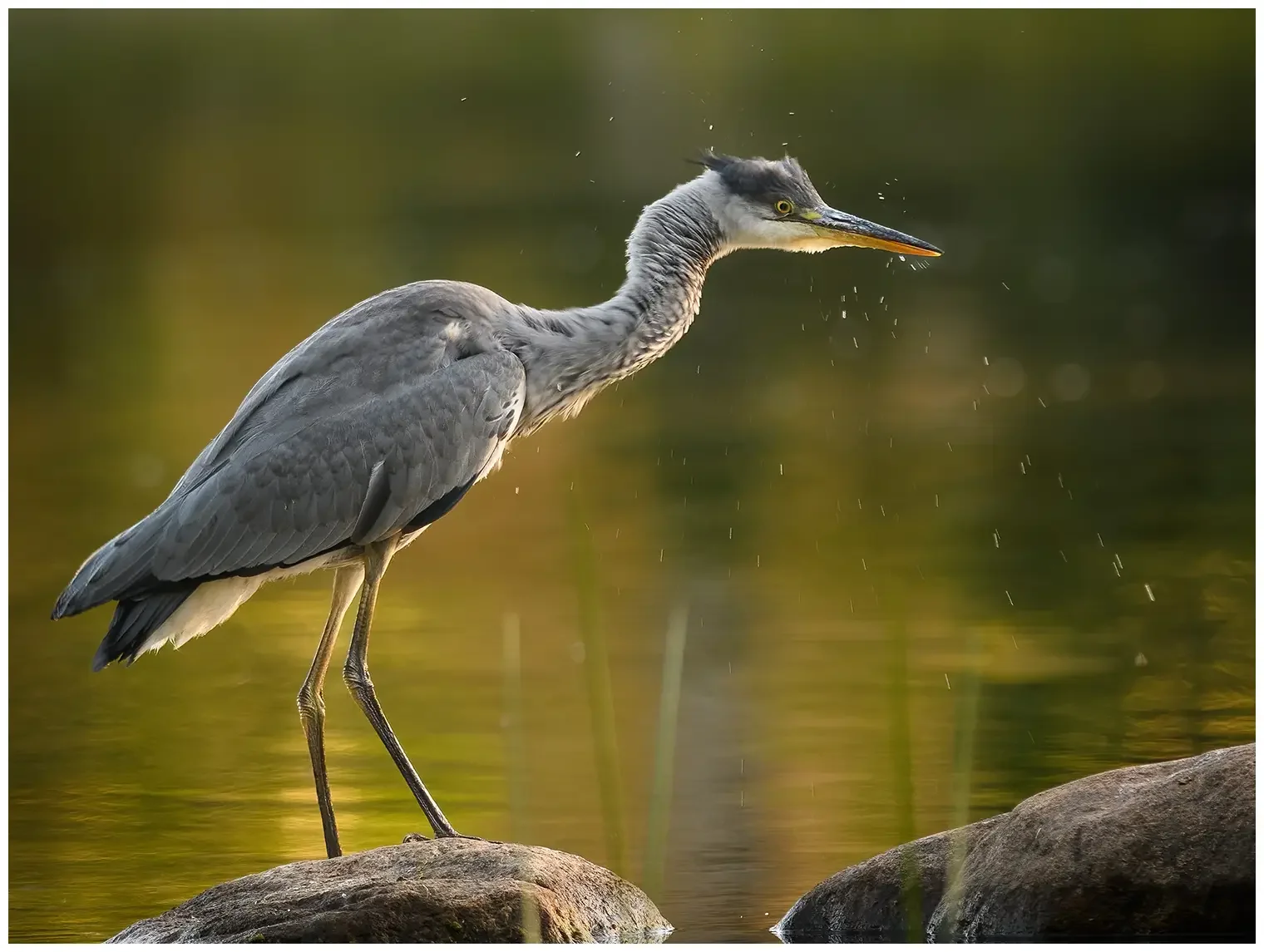 Blauwe Reiger