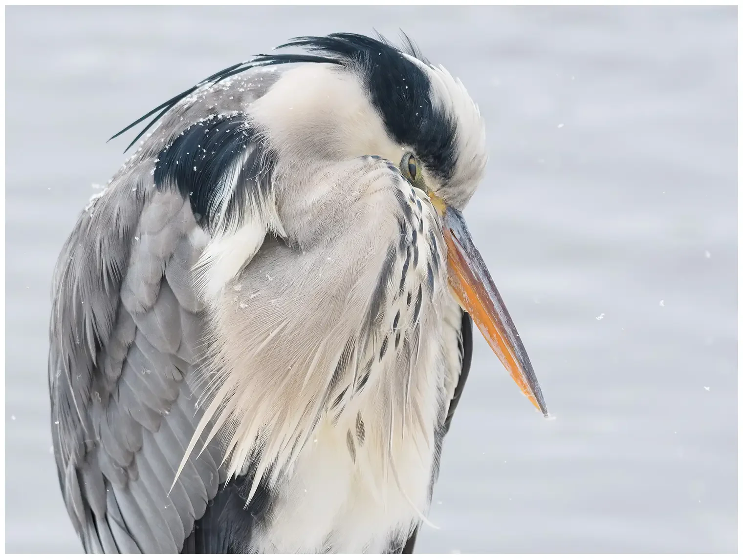Blauwe Reiger