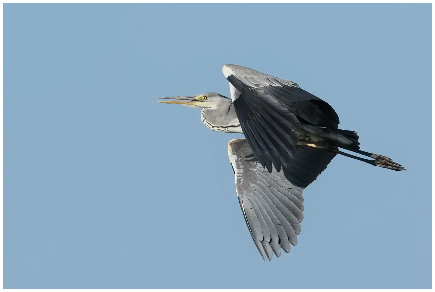 Blauwe Reiger