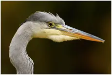 Blauwe Reiger