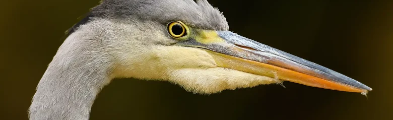 Blauwe Reiger. Alleen de kop is zichtbaar. Lichte nek, sterke gele snavel en opvallende zwarte streep achter het oog.