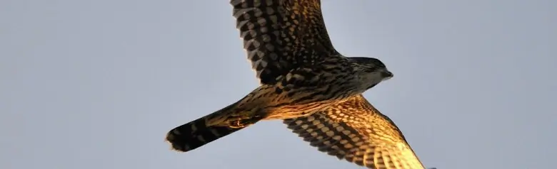 Smelleken. Gezien vanaf de onderkant omhoog naar de lucht. Korte vleugels en lange staart.