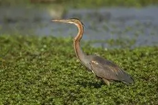 Purperreiger