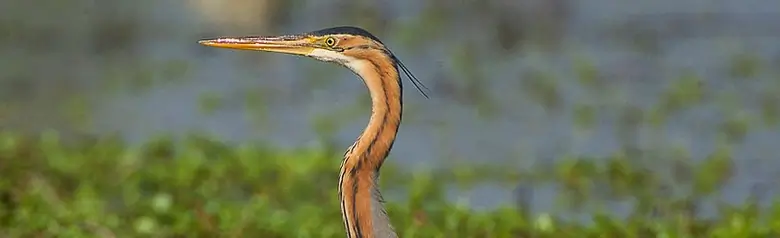 Purperreiger. Lopend in vegetatie in het water. Zijn verenkleed is grijs en roodbruin.