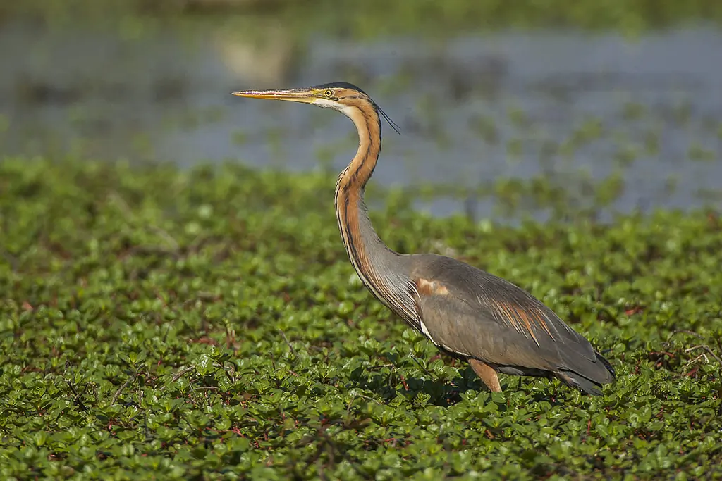 Purperreiger. Lopend in vegetatie in het water. Zijn verenkleed is grijs en roodbruin.