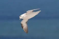Noordse Stormvogel