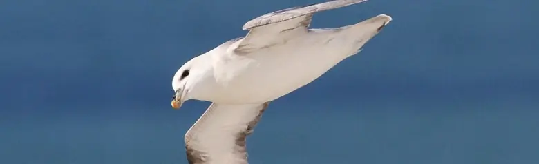 Noordse Stormvogel