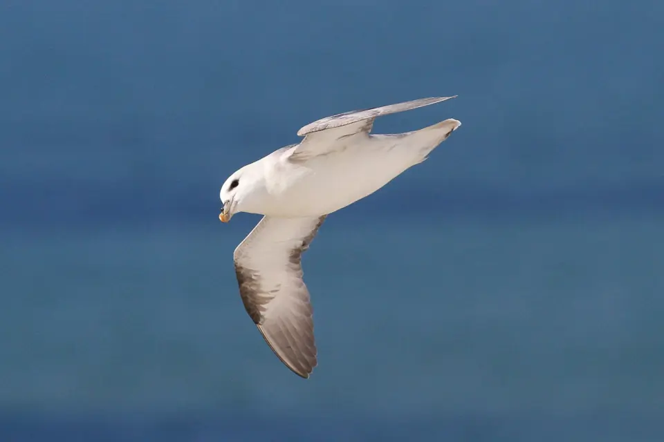 Noordse Stormvogel