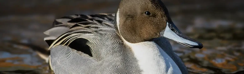 Een pijlstaarteend met bruine kop, witte nek en grijs lichaam drijft op het water.