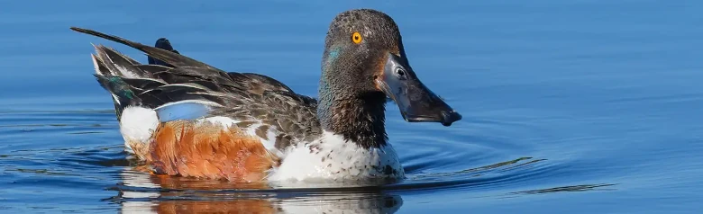Slobeend. De eend ligt op het water en de zeer brede snavel valt erg op. Bruine flank.
